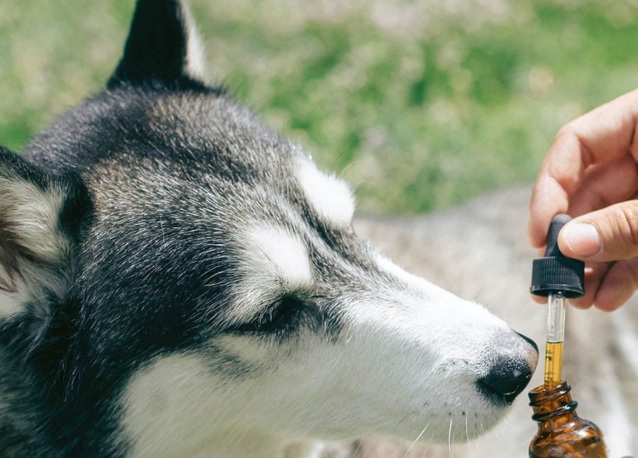 From Ruff to Relaxed The Positive Effects of CBD Oil on Dogs